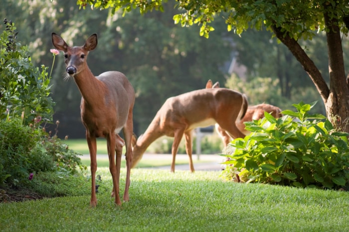 Cerfs dans la cour