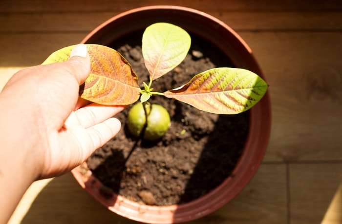 Main touchant une feuille brune sur une plante d'avocat en pot.