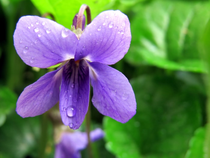 types de fleurs sauvages violettes de jardin