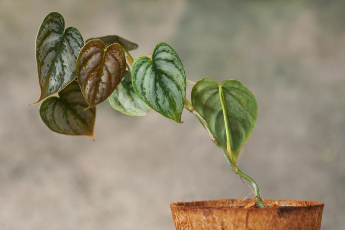 soins du philodendron