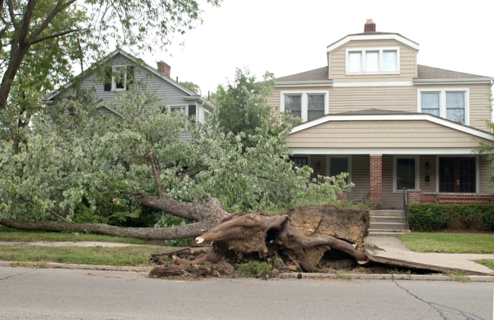 10 signes indiquant qu'un arbre dans votre jardin doit être abattu