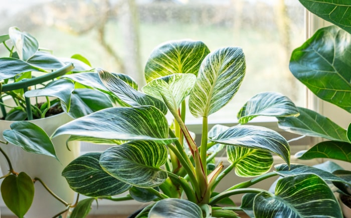 Plante d'intérieur Philodendron aux feuilles blanches et vertes devant une fenêtre ensoleillée.