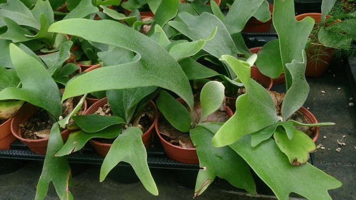 soins de la fougère staghorn X