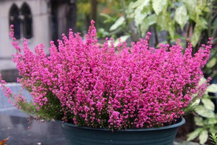 Arbuste de bruyère à fleurs roses