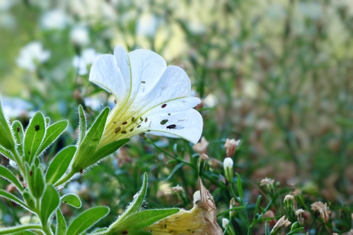 soins des plantes de calibrachoa pucerons sur la plante de calibrachoa