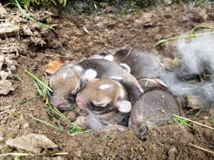 nid de lapins dans la cour avec des lapereaux qui n'ont pas encore les yeux ouverts