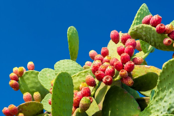 Figue de Barbarie (Opuntia) 