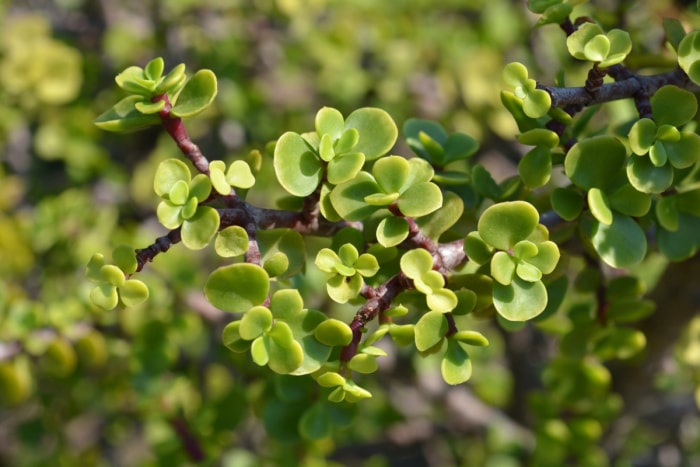 Gros plan des feuilles succulentes rondes du buisson d'éléphant.