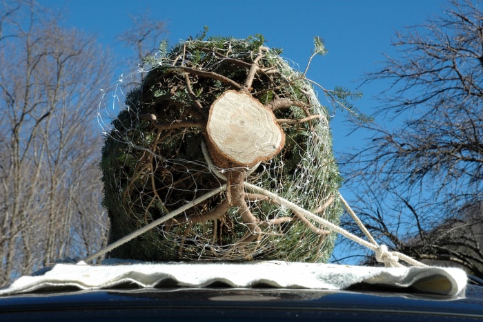 couper le sapin de Noël sur le toit de la voiture