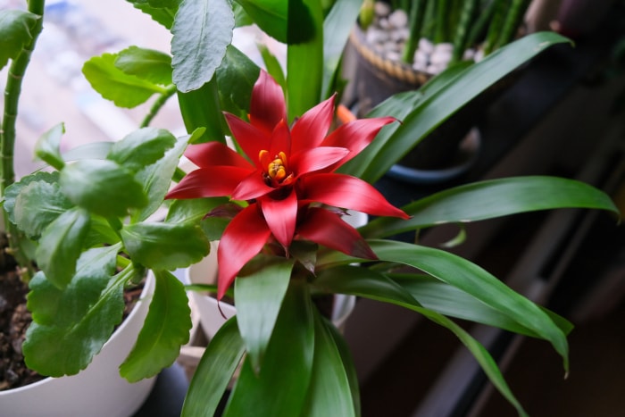 plantes d'intérieur à faible luminosité guzmania broméliacée en pot vue aérienne fleur rouge