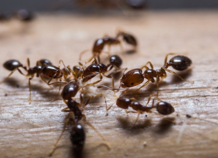 Ces 13 nuisibles causent le plus de dégâts à la maison