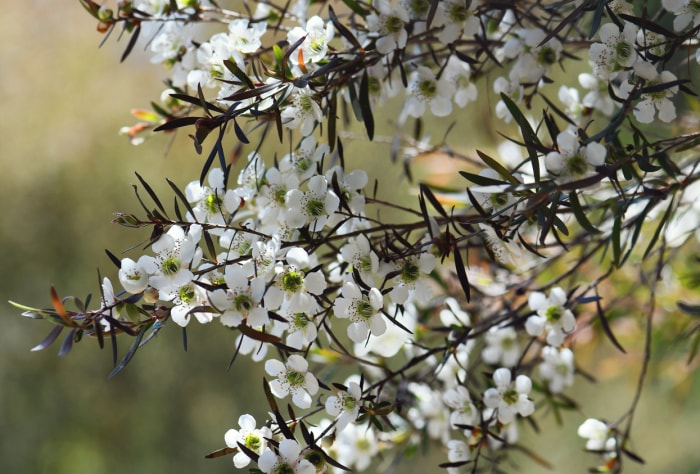 Arrière-plan de la nature australienne de fleurs blanches de l'arbre à thé jaune, Leptospermum polygalifolium, famille des Myrtacées, dans la lande de Sydney, en Nouvelle-Galles du Sud. Également connu sous le nom de Tantoon. Endémique des sols gréseux de l'est de l'Australie, du cap York, dans le Queensland, jusqu'au sud de la Nouvelle-Galles du Sud