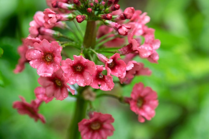 10 plantes de jardin pluvial qui peuvent aider à réduire le ruissellement