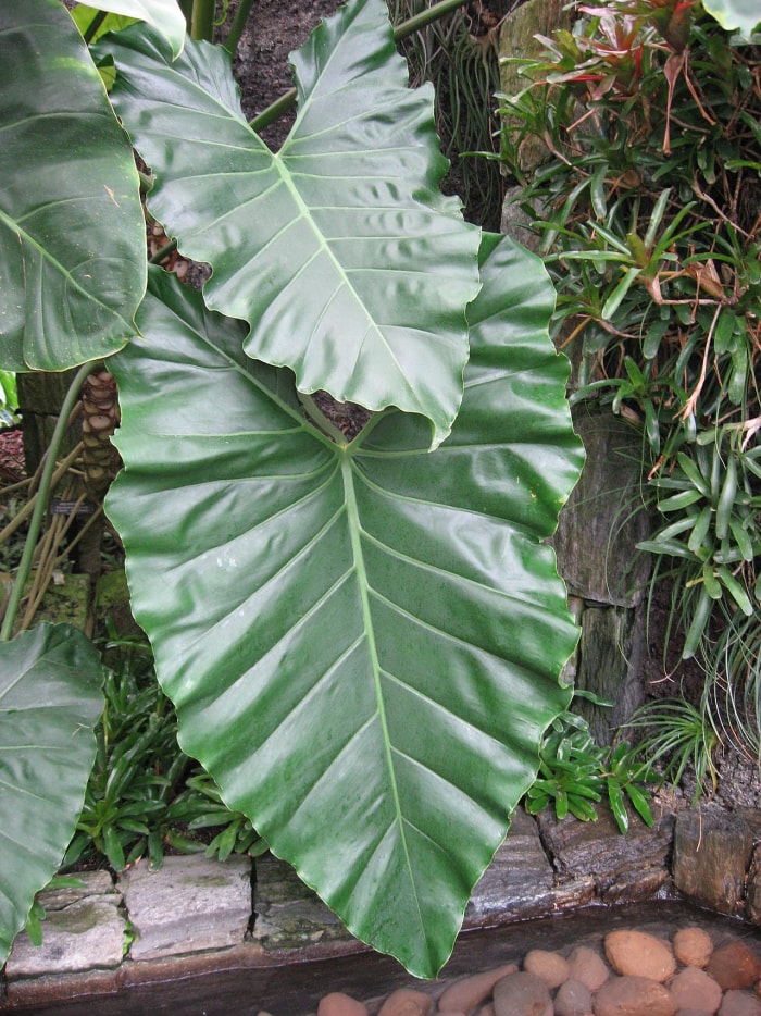 variétés de philodendrons