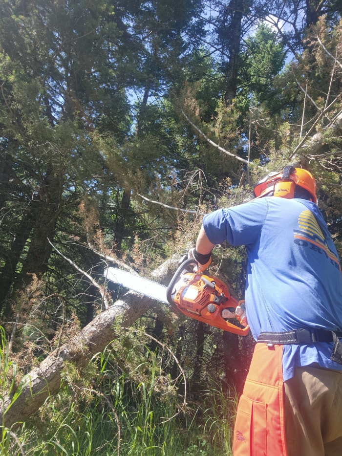 Un homme coupe une branche d'arbre avec une tronçonneuse