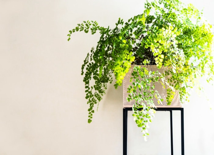 10 plantes d'intérieur tendance qui sont sans danger pour les animaux de compagnie, selon les experts