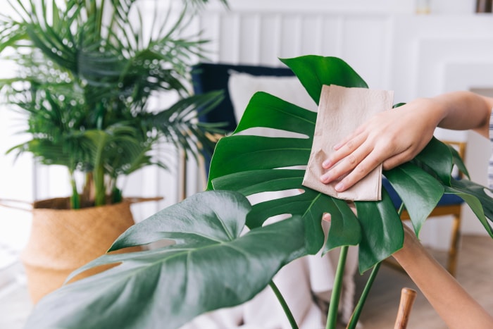 Une personne nettoie une feuille de monstera avec une serviette en papier.