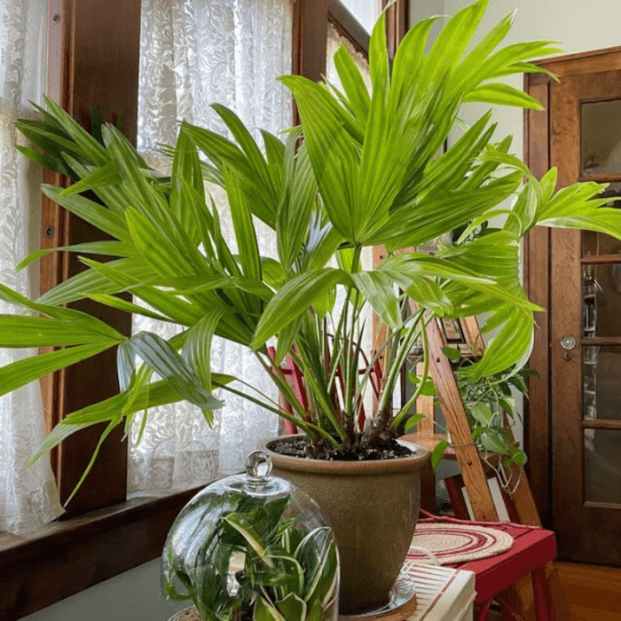 Un palmier en pot à l'intérieur d'une maison.