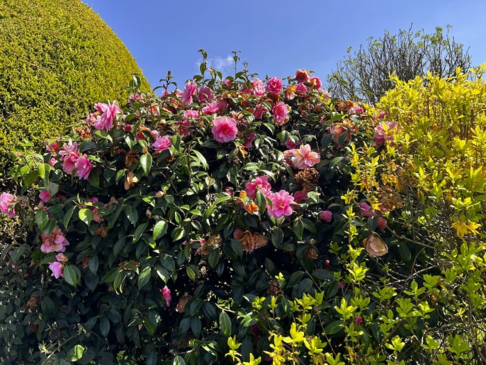 Buisson de camélias aux fleurs rose vif par une journée ensoleillée.