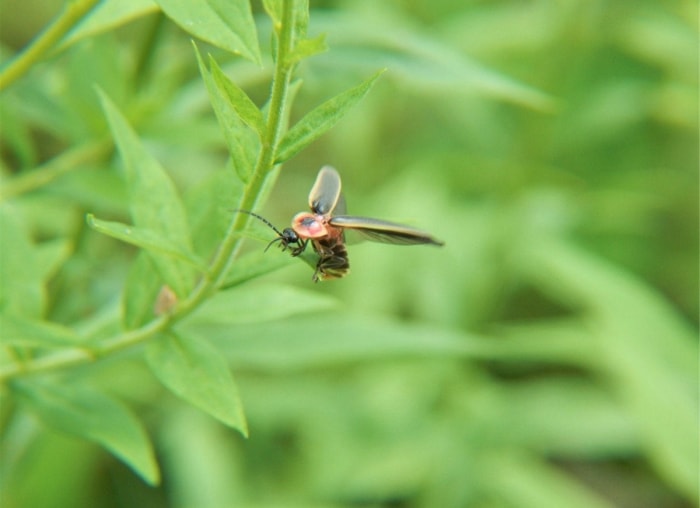 12 façons d’être un bon voisin pour la faune de votre jardin