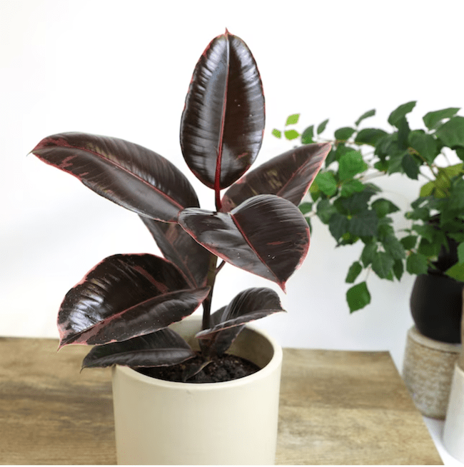 plantes d'intérieur-plante en caoutchouc-poussière-dans-un-pot-blanc-sur-une-table-en-bois