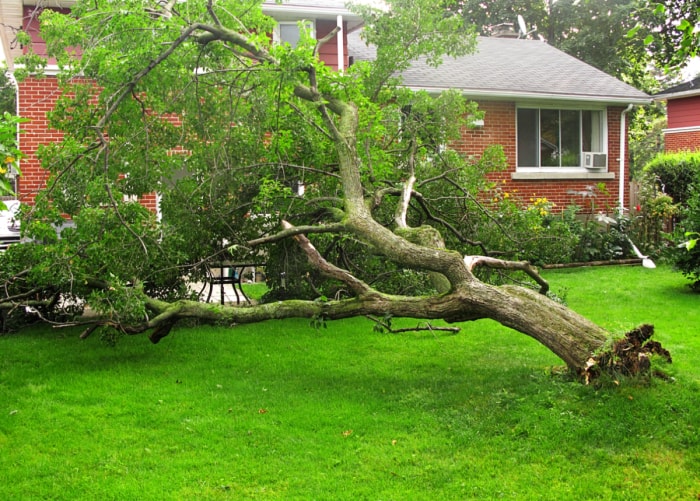 Arbre déraciné et tombé vers la maison