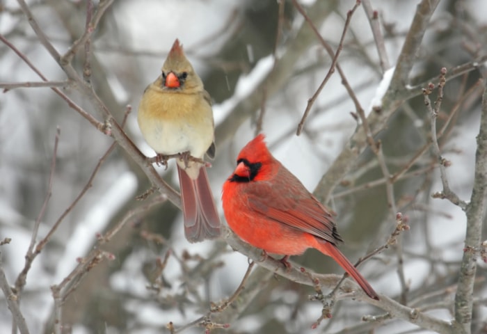 couple d'oiseaux