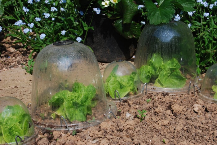 Les plantes de jardin sont protégées par des cloches transparentes.