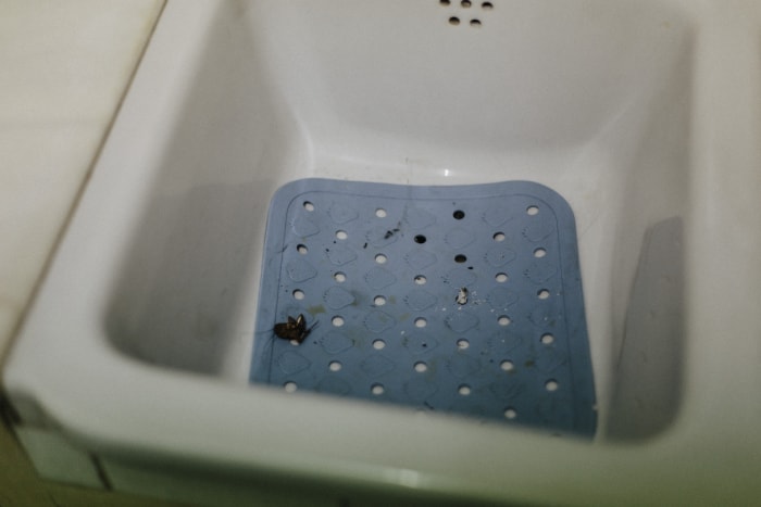 minuscules insectes noirs dans la salle de bain