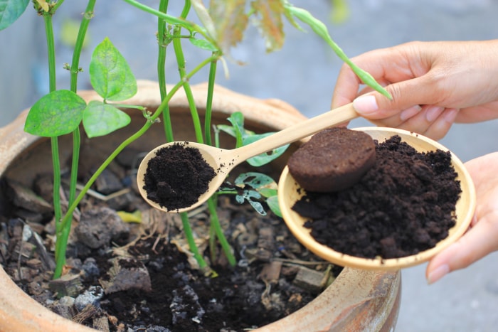 Café moulu, Le résidu de café est appliqué à l'arbre et constitue un engrais naturel, Passe-temps de jardinage