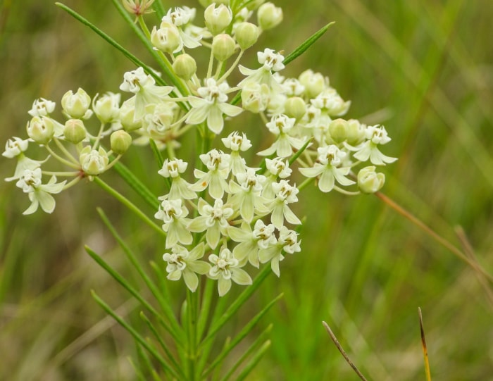 Asclépiade verticillée (Asclepias verticillata)