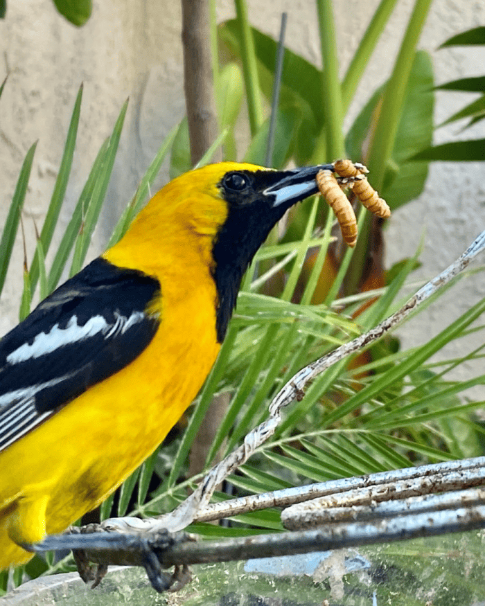 Un oriole à capuchon brillant mangeant des vers de farine.