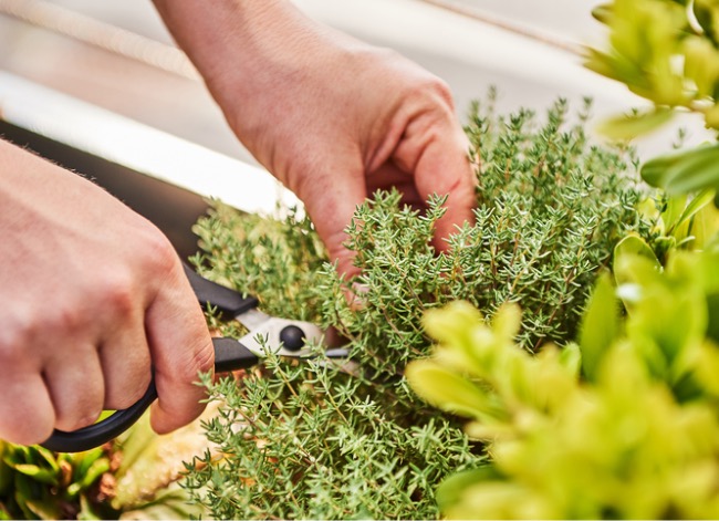 Vous récoltez probablement mal vos herbes. Voici comment le faire correctement pour un rendement maximal