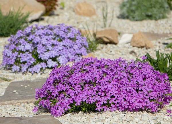 Phlox stolonifère (Phlox stolonifera)