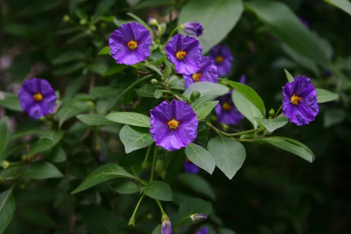 Fleurs violettes avec feuilles vertes