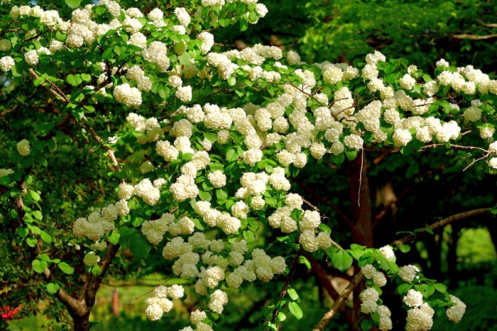 Buisson de viorne à fleurs blanches en fleurs.