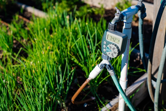 Gros plan d'un programmateur d'arrosage dans un jardin communautaire avec connecteur séparateur en Y. Partie d'un système d'irrigation goutte à goutte automatisé.