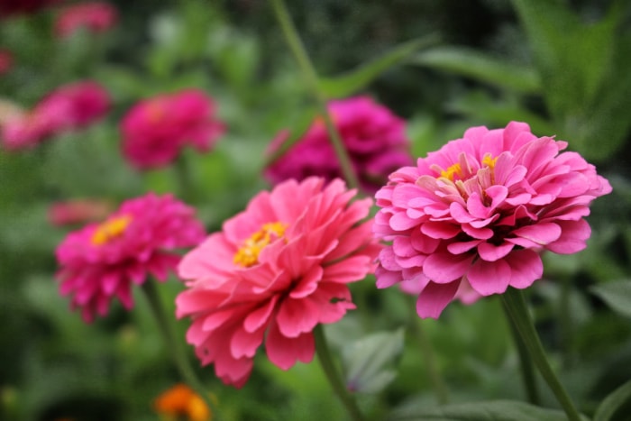 Fleurs de zinnia roses.