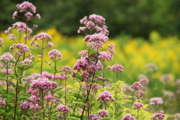 Plantes d'asclépiades roses avec papillon