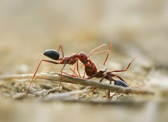 Les 10 insectes les plus dangereux à surveiller cet été