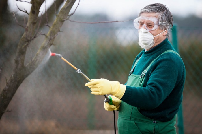 Quand pulvériser les arbres fruitiers : pulvérisation en dormance à la fin de l'hiver