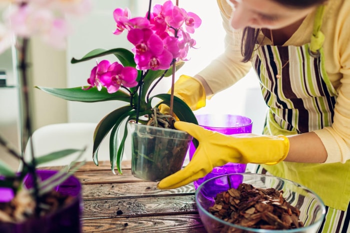 Soins des orchidées