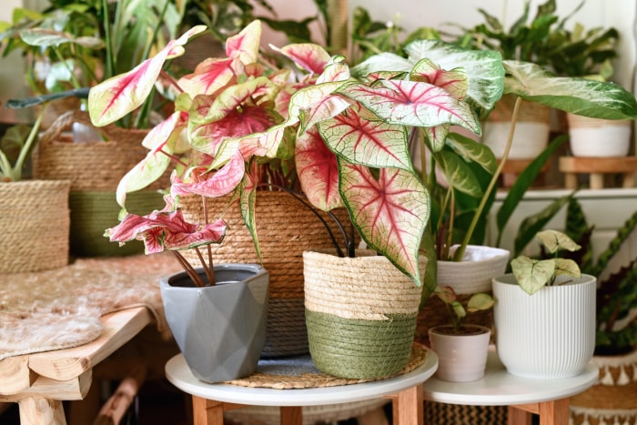 iStock-1335550756 plante d'intérieur caladium rose