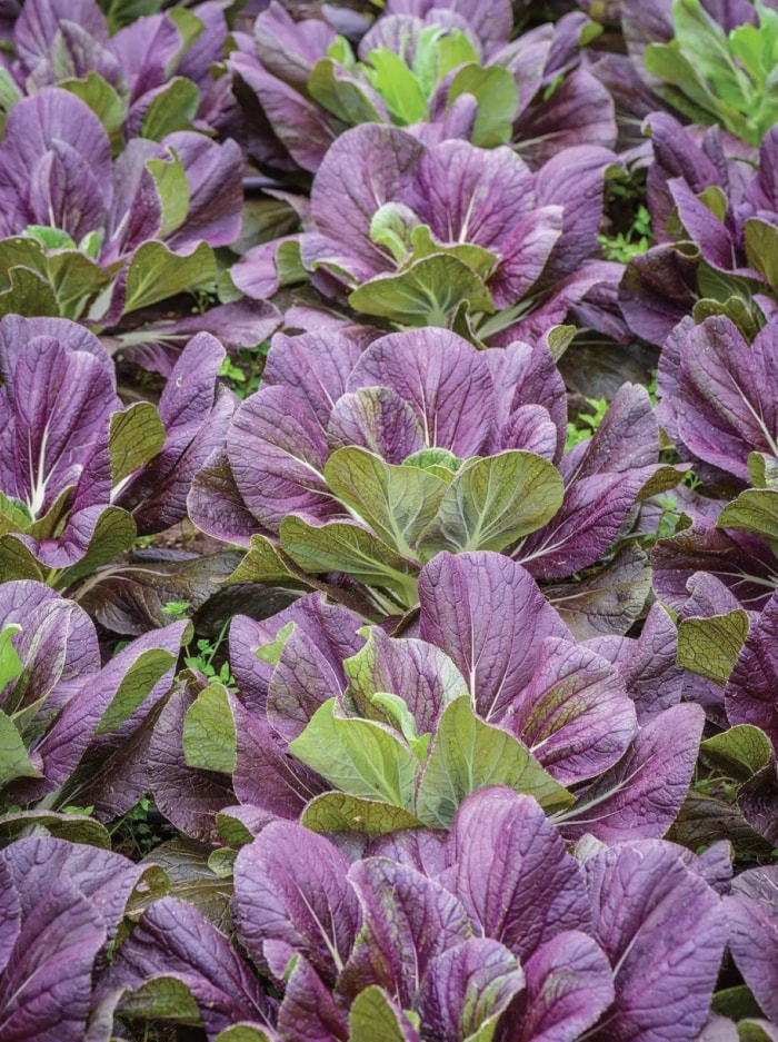 types de légumes verts asiatiques - chou napa rouge dans le jardin