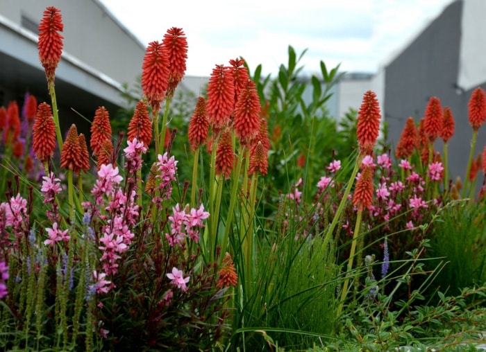 10 plantes hautes pour un paysage intéressant