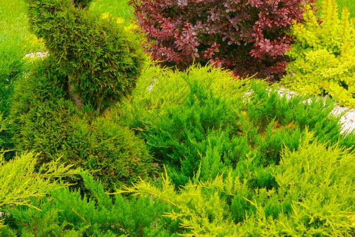 Couvre-sol planté sur terrains en pente