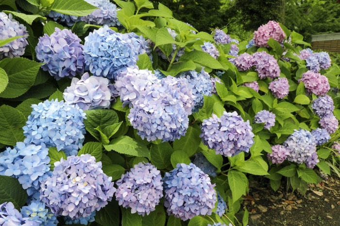 Buisson d'hortensia avec de grandes fleurs bleues, violet clair et roses.