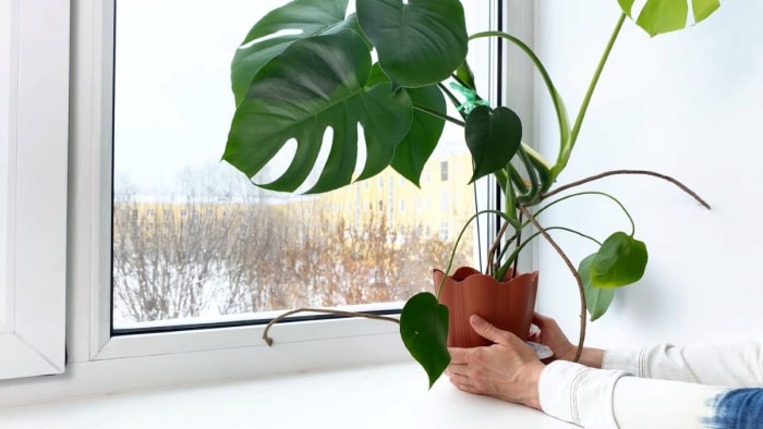 Comment aider vos plantes d'intérieur à survivre à l'hiver