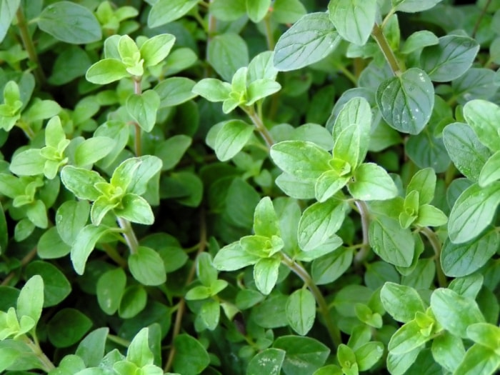 Plantes d'origan vert