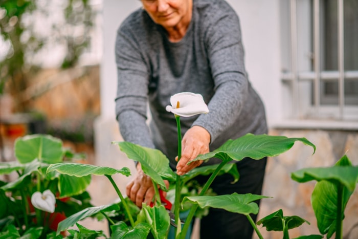 soins du calla - femme âgée taillant un calla